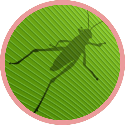 Grasshopper